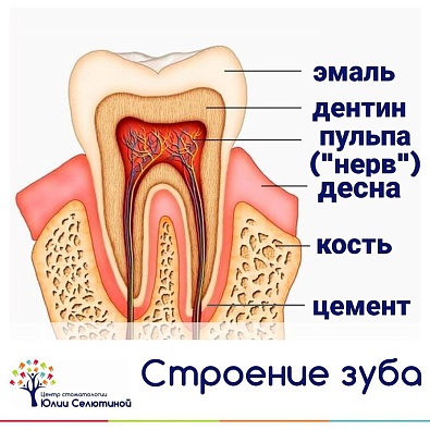 Зуб молочный